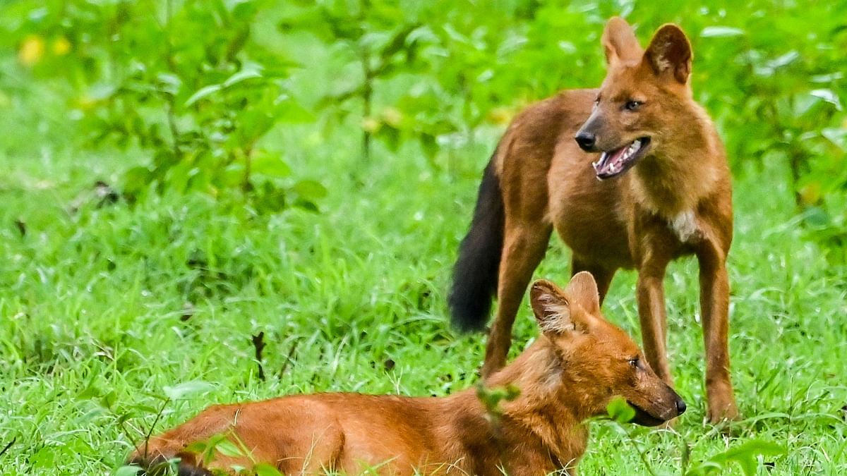 Dogging the dhole