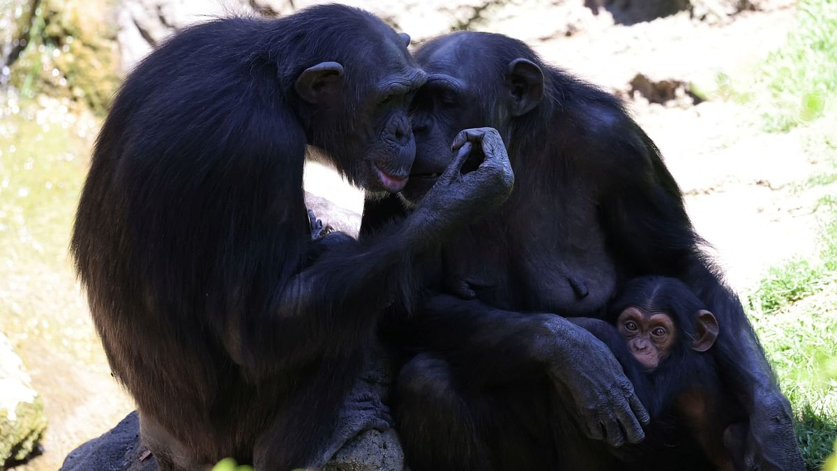 Chimpanzees found to share humans' style of 'conversing'
