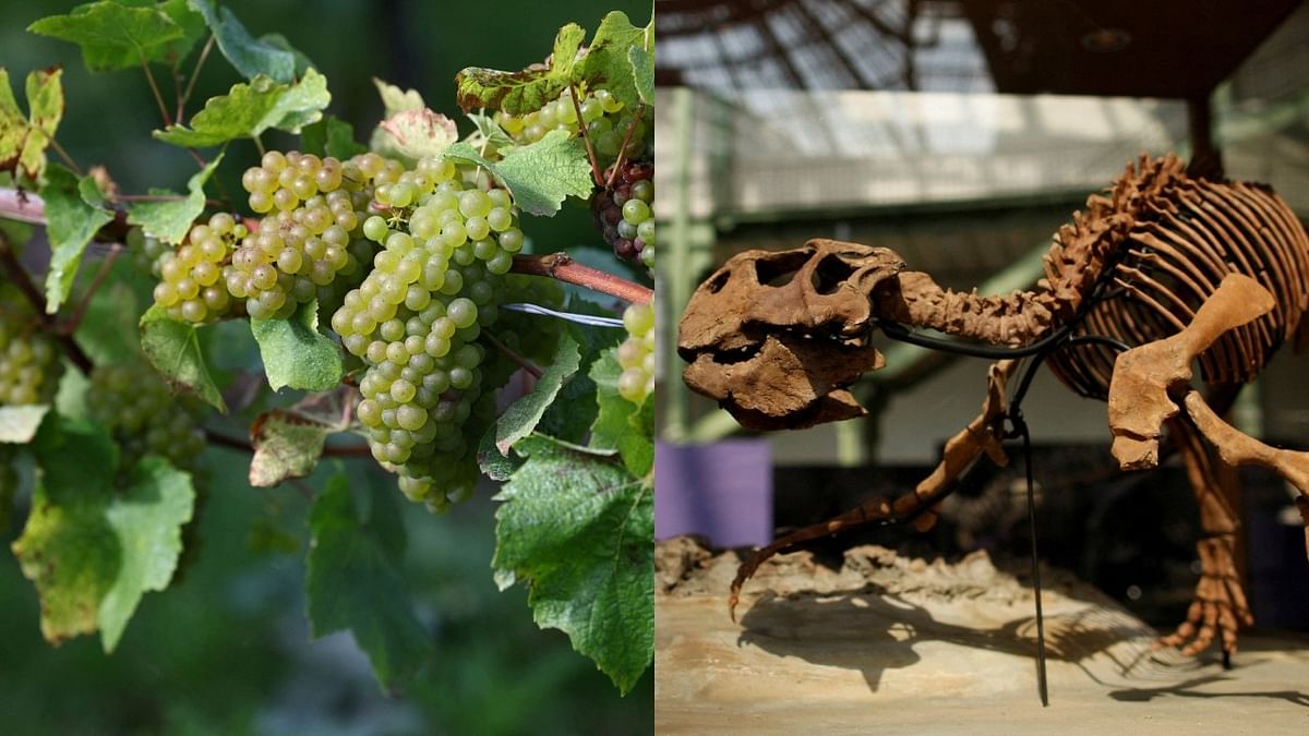 Extinction of dinosaurs helped grapes grow globally: Scientists