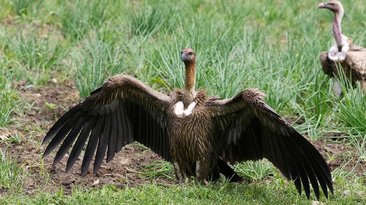 Indian White-rumped Vulture.