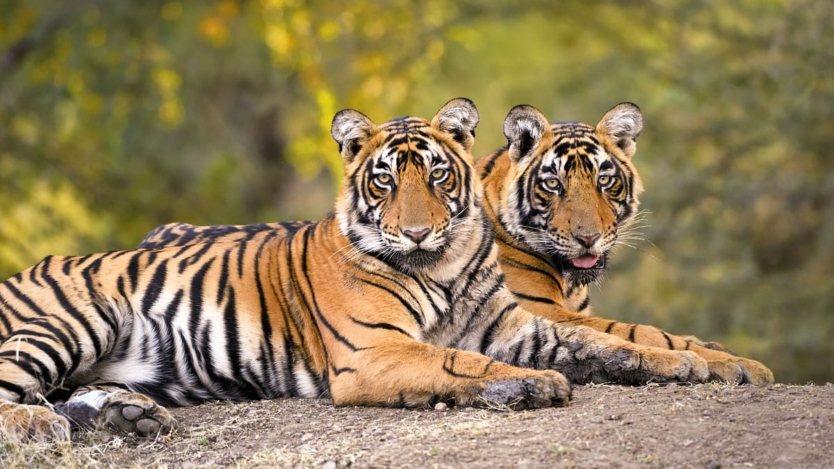 Ranthambore National Park: This renowned park has one of the highest tiger densities in India. Wildlife enthusiasts can experience thrilling jeep safaris through the park, keeping an eye out for leopards, sloth bears, and a stunning variety of birdlife. The buffer zone stays open, while the core zones close during the monsoon period.