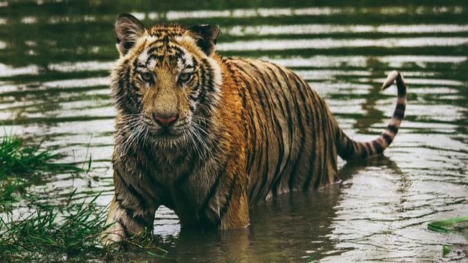 Manas National Park to reopen on September 27