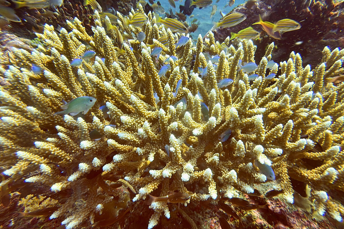 Fish swim near recovering coral reefs after bleaching in late December 2023 due to extreme weather, in Bondalem village, Buleleng regency, Bali.