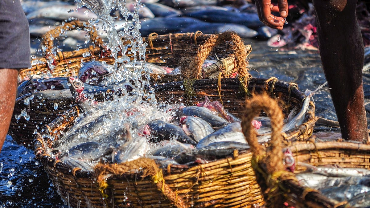 Centre to launch 125-plus fisheries projects worth over Rs 100 crore in