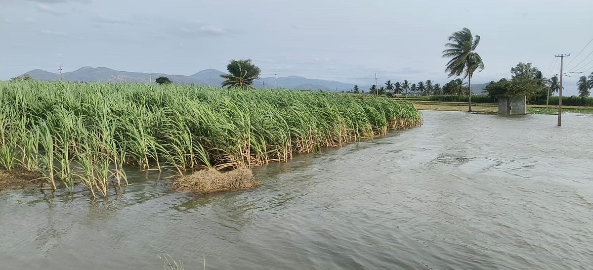 Vast tracts of farmlands are inundated in Kollegal taluk of Chamarajanagar district following release of water from Kabini and KRS reservoirs. DH Photos