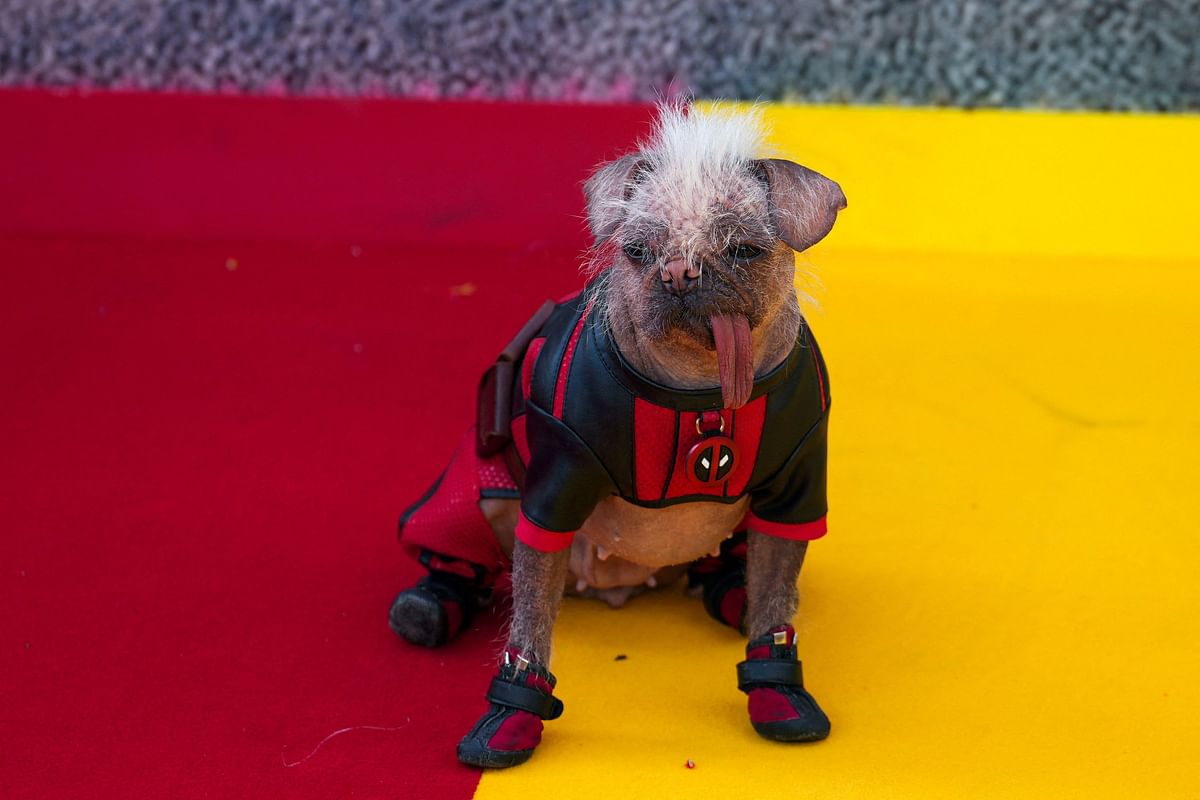 Peggy the dog appears at a 'Deadpool &amp; Wolverine' UK sneak peek event in London, Britain, July 11, 2024. 