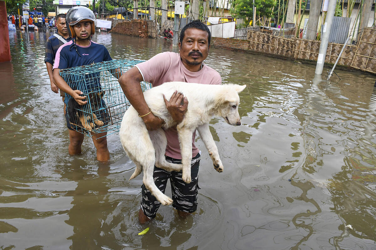 People carry their pets through a flood affected area, in Guwahati. 