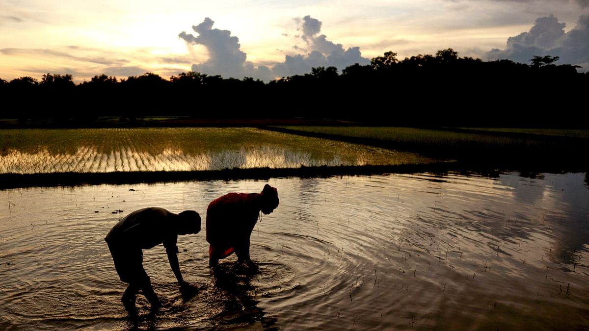 'Ebbing El Nino, normal monsoon to boost farm sector growth to 3.7% in FY25'