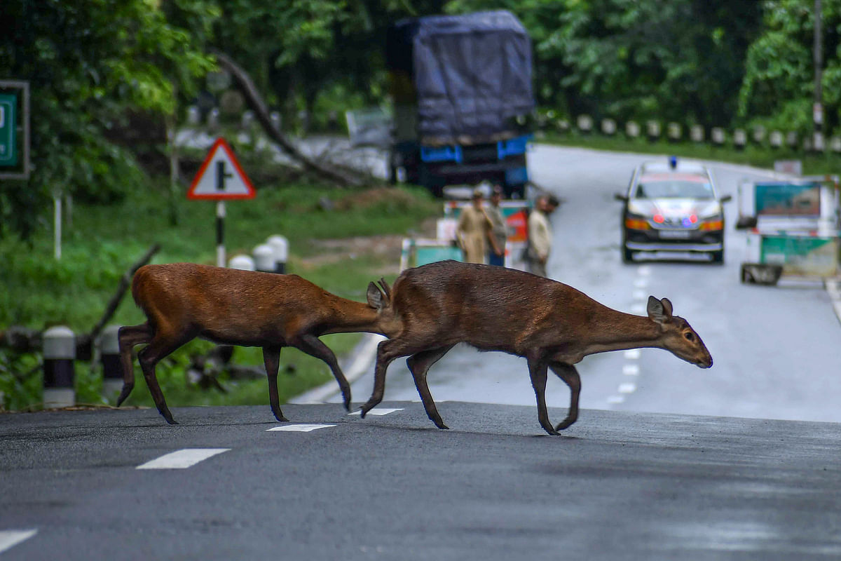 Deer cross a National Highway near the flood-affected Kaziranga National Park, in Nagaon district. 