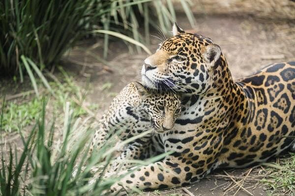 The jaguar Africa embraces her cub at the Chapultepec Zoo in Mexico City, Mexico