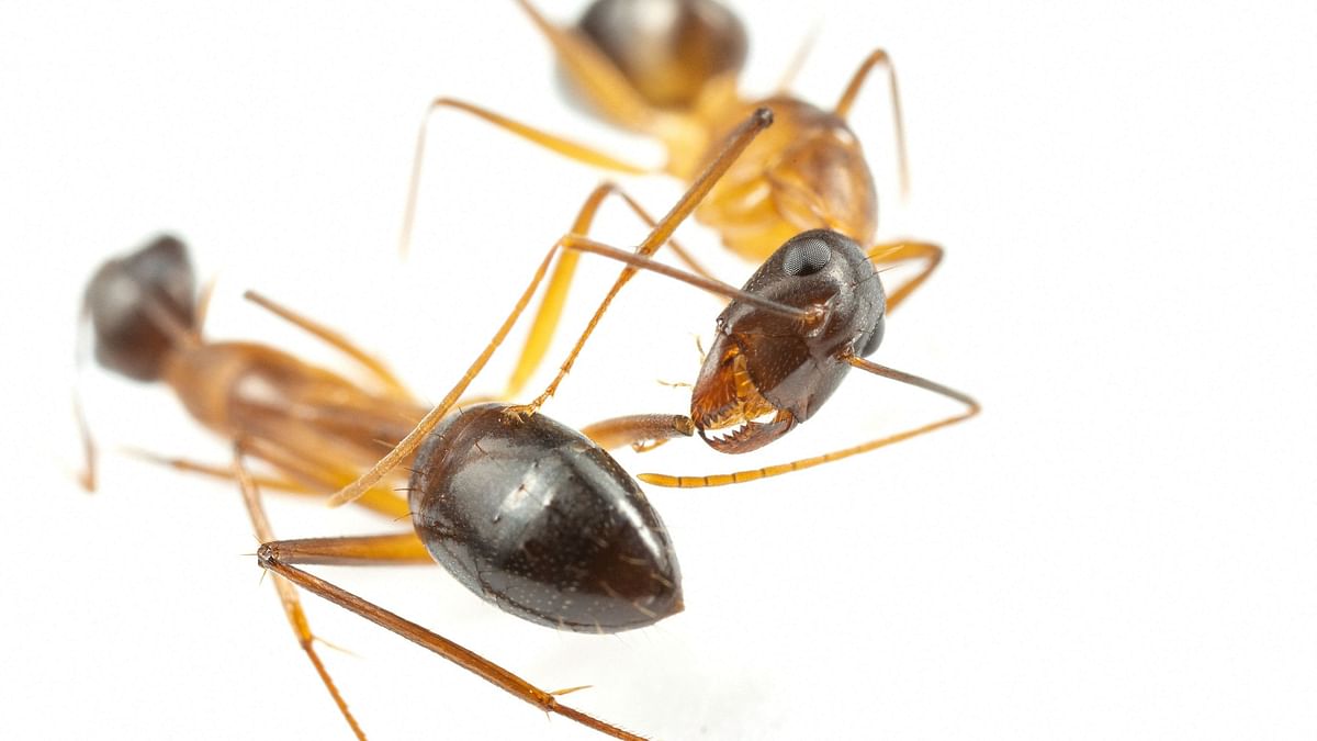 Medical license for Ants? Study shows these insects can perform limb amputations on comrades 