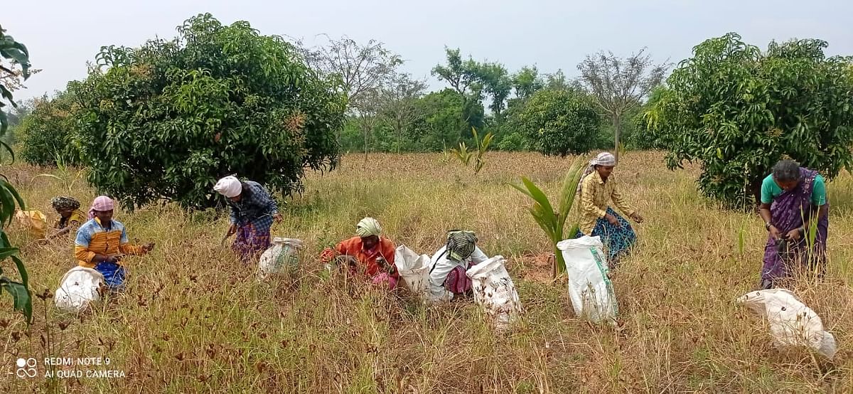 Villagers working together under the Muyyalu system in Tumakuru district.