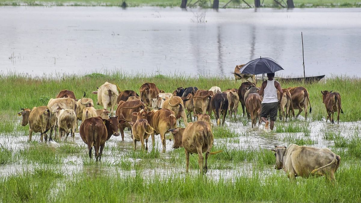 A herder guides his herd of cattle at flood affected area following heavy rainfall, at Kuchiani in Morigaon.