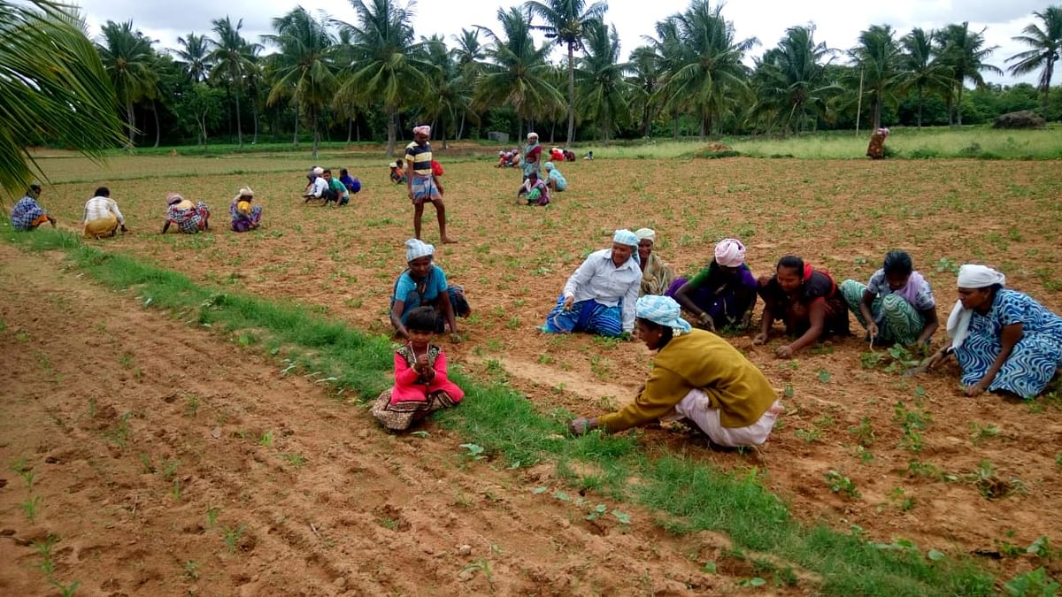 Villagers working together under the Muyyalu system in Tumakuru district.