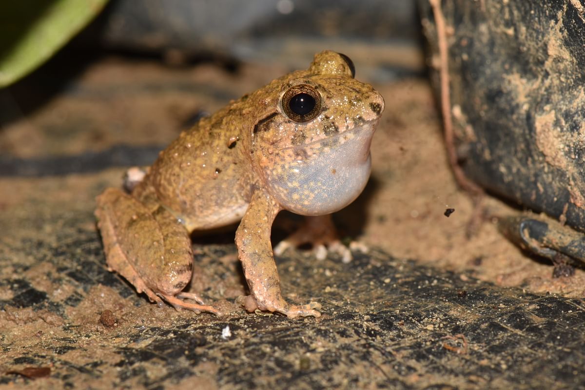 A male Charles Darwin’s frog calling from an unnatural breeding site inside a rain-filled metal food tin littered on the forest floor.