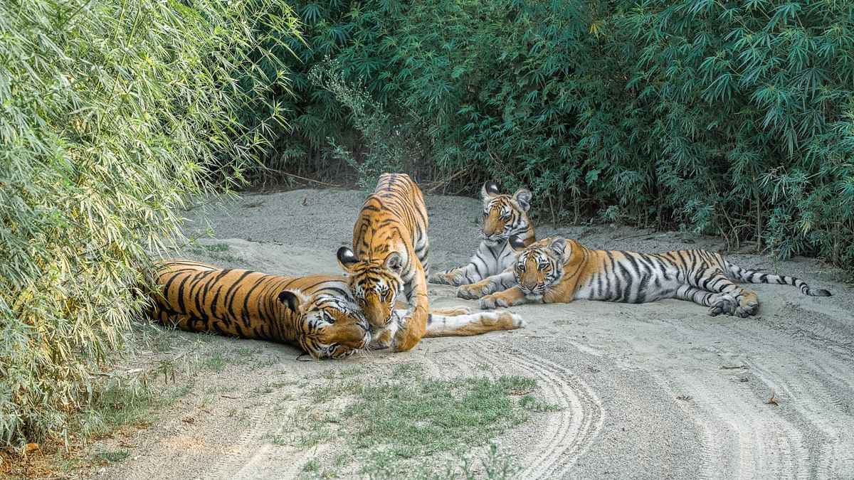 Jim Corbett National Park: One of India's oldest national parks, features a diverse landscape brimming with wildlife. Besides tigers, you can see herds of elephants, embark on thrilling elephant safaris during specific seasons, or trek through dense forests on nature trails.