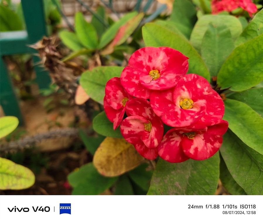 Vivo V40 camera's sample photo.