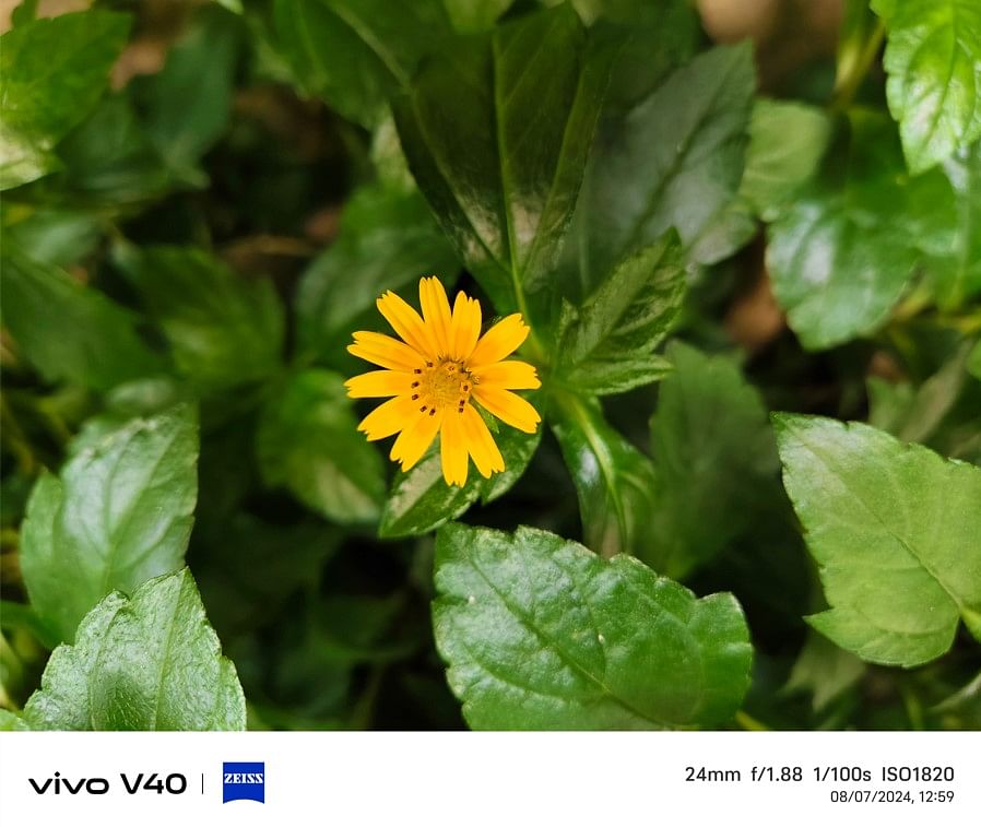 Vivo V40 camera's sample photo.