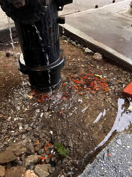 A school of fish swims in a leaking fire hydrant in New York