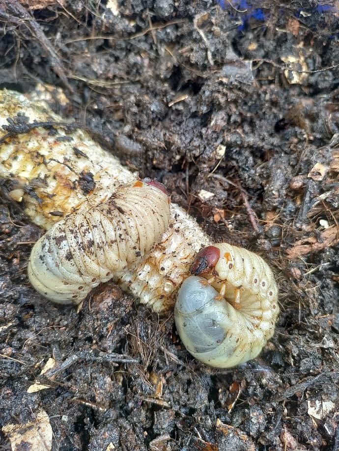 The author named the worms in her compost pile Petrichor and Terra Amans. 