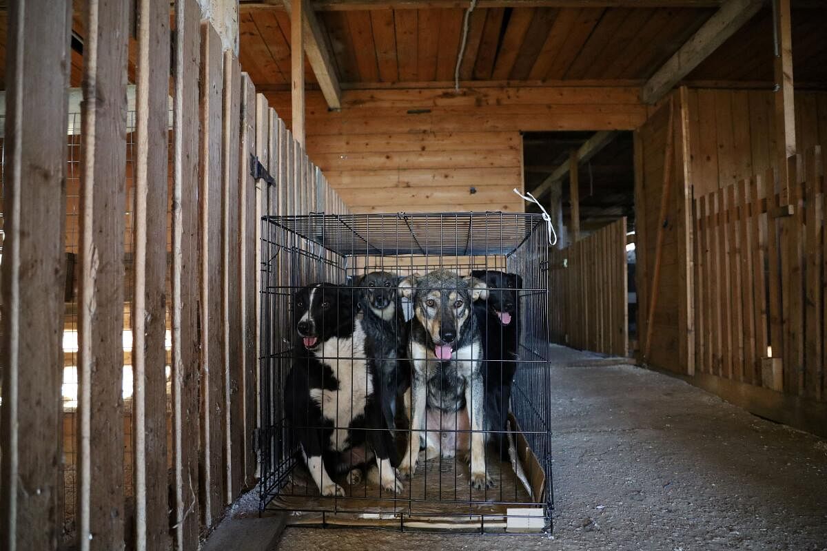 Moscow zoo hosts dog shelter evacuated from Kursk region.