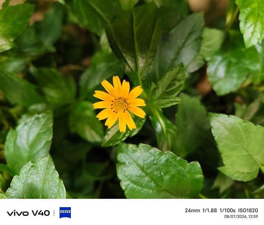 Vivo V40's camera sample photo.