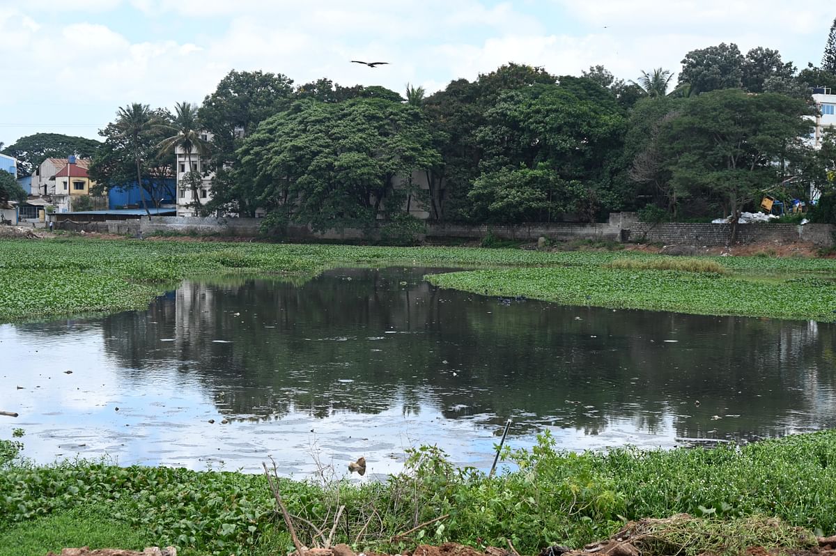 The Narasappanahalli lake. For DH Point blank Story of Water pollution in lakes at the Peenya Industrial Area. DH Photo B K Janardhan