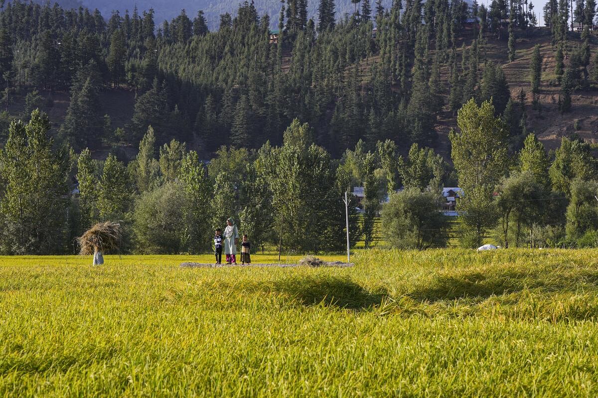 Paddy cultivation in Kupwara