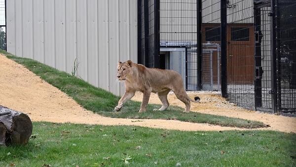 Ukrainian lioness touches grass for first time after rescue from war zone.