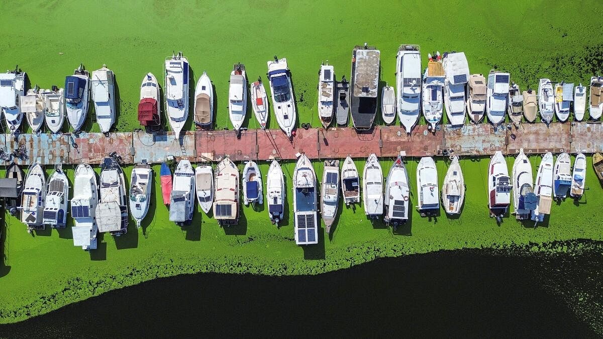 A drone image shows moored boats in the River Sava's inlet, where water has been covered with algae that thrive in warm and polluted environment in Belgrade, Serbia, September 2, 2024.