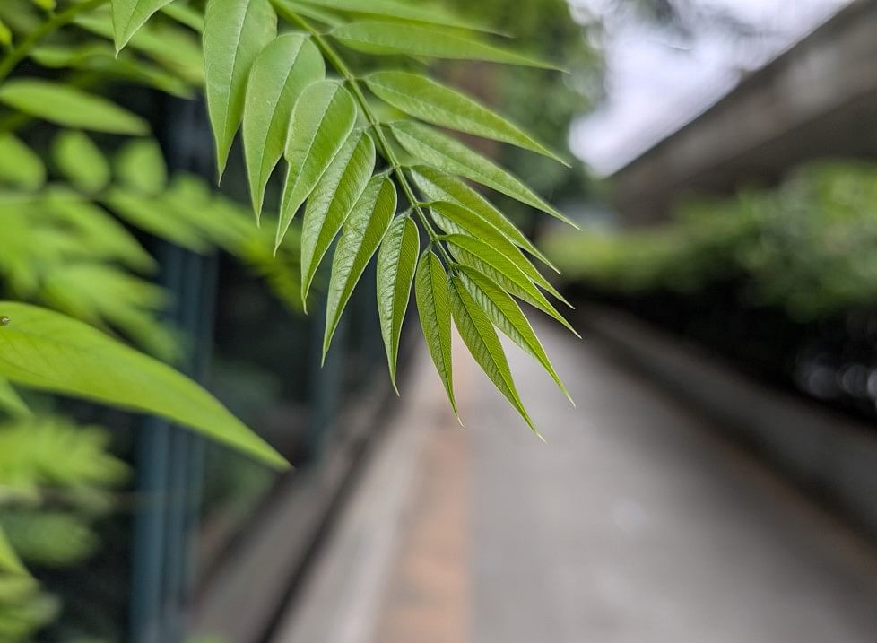 Google Pixel 9's camera sample..