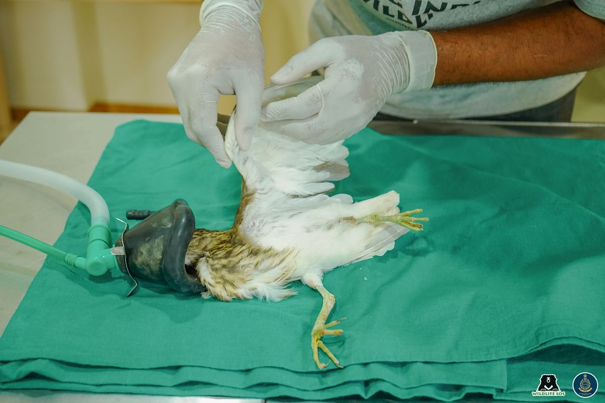 The injured heron undergoing palpation.