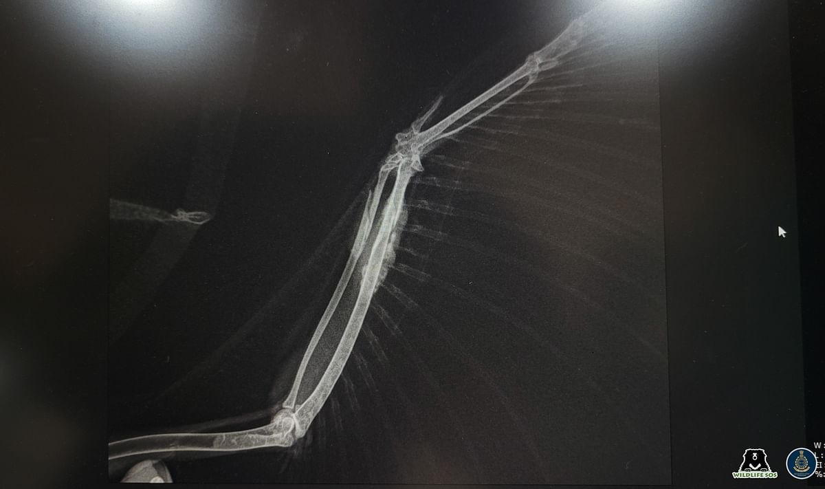 X-ray showing a fracture in the heron's right wing.