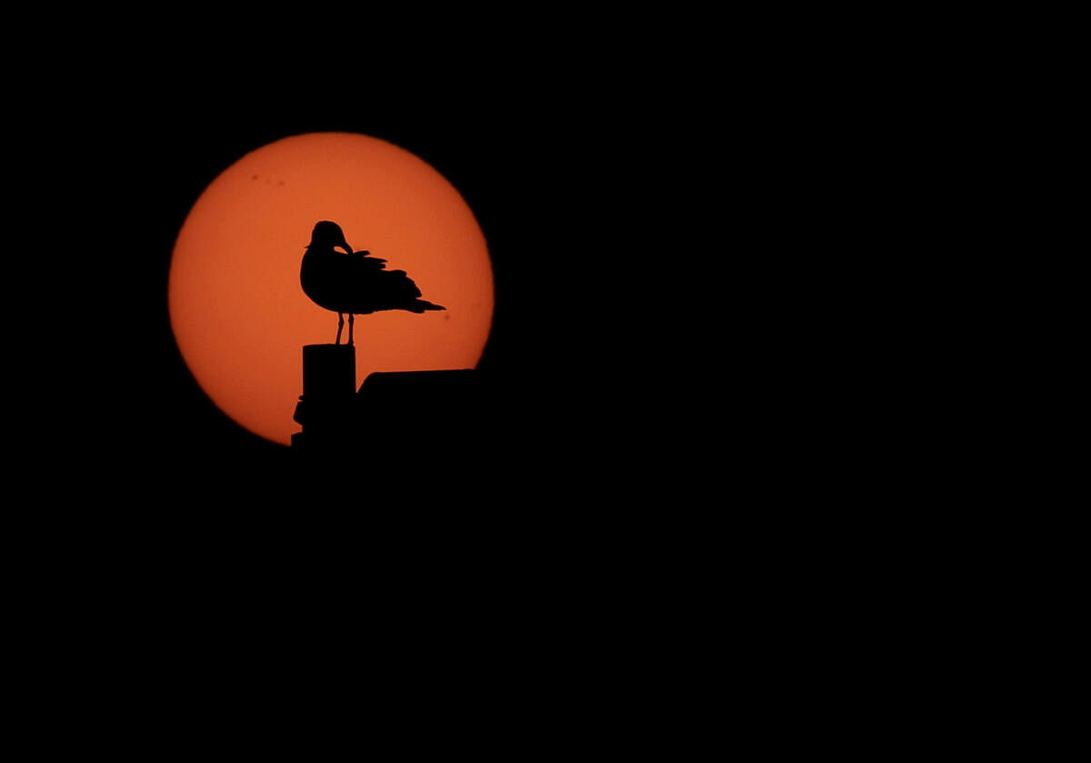 A silhouette of a bird on a lamp post as the sun rises in Summerstrand in Gqeberha, South Africa, September 3, 2024.