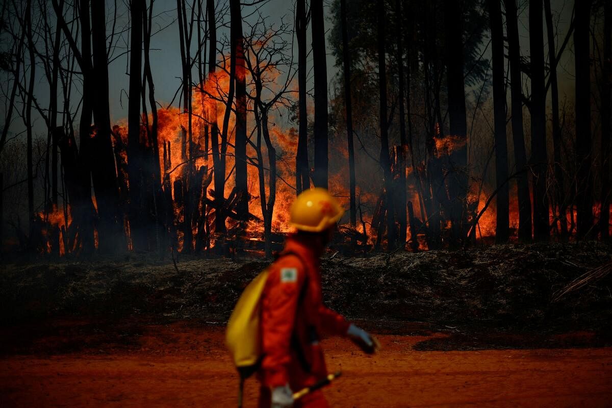 A firefighter walks in front of flames rising from a wildfire in an area of National Forest Brasilia, in Brasilia, Brazil, September 4, 2024.