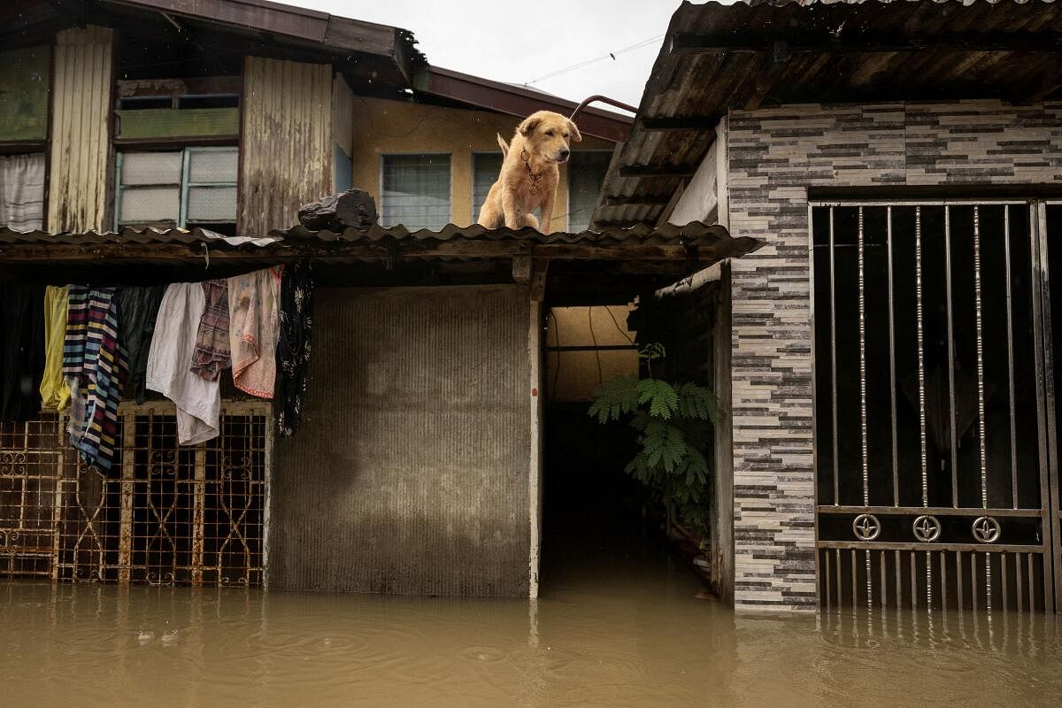 A dog looks out from the roof of a flooded home during Tropical Storm Yagi, locally known as Enteng in Apalit, Pampanga, Philippines, September 5, 2024.