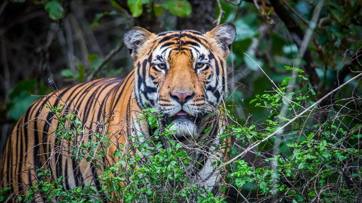 Tiger in Bhadra Tiger Reserve Forest. 