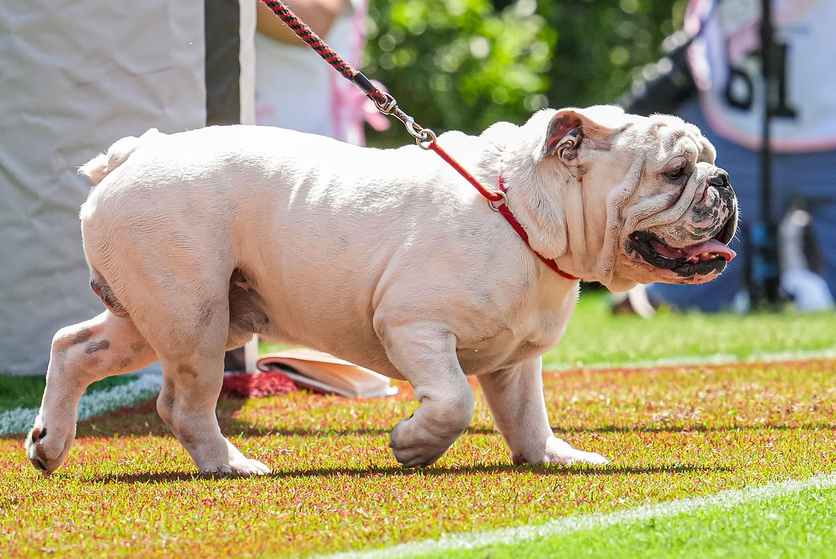 Georgia Bulldogs mascot UGA XI on the field during the game against he Tennessee Tech Golden Eagles during the first half at Sanford Stadium