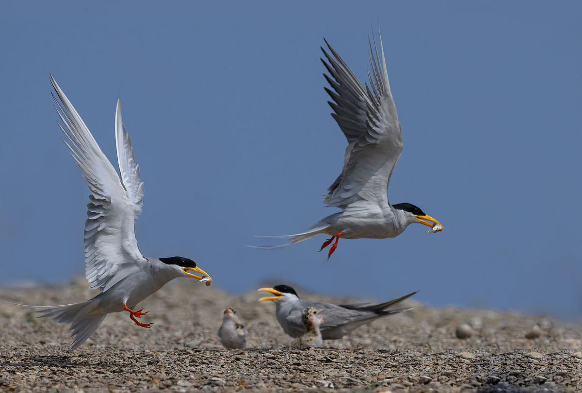 River terns. Photo by Kaleem Ulla