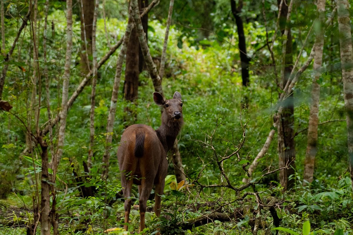 A sambar deer. Photo by author