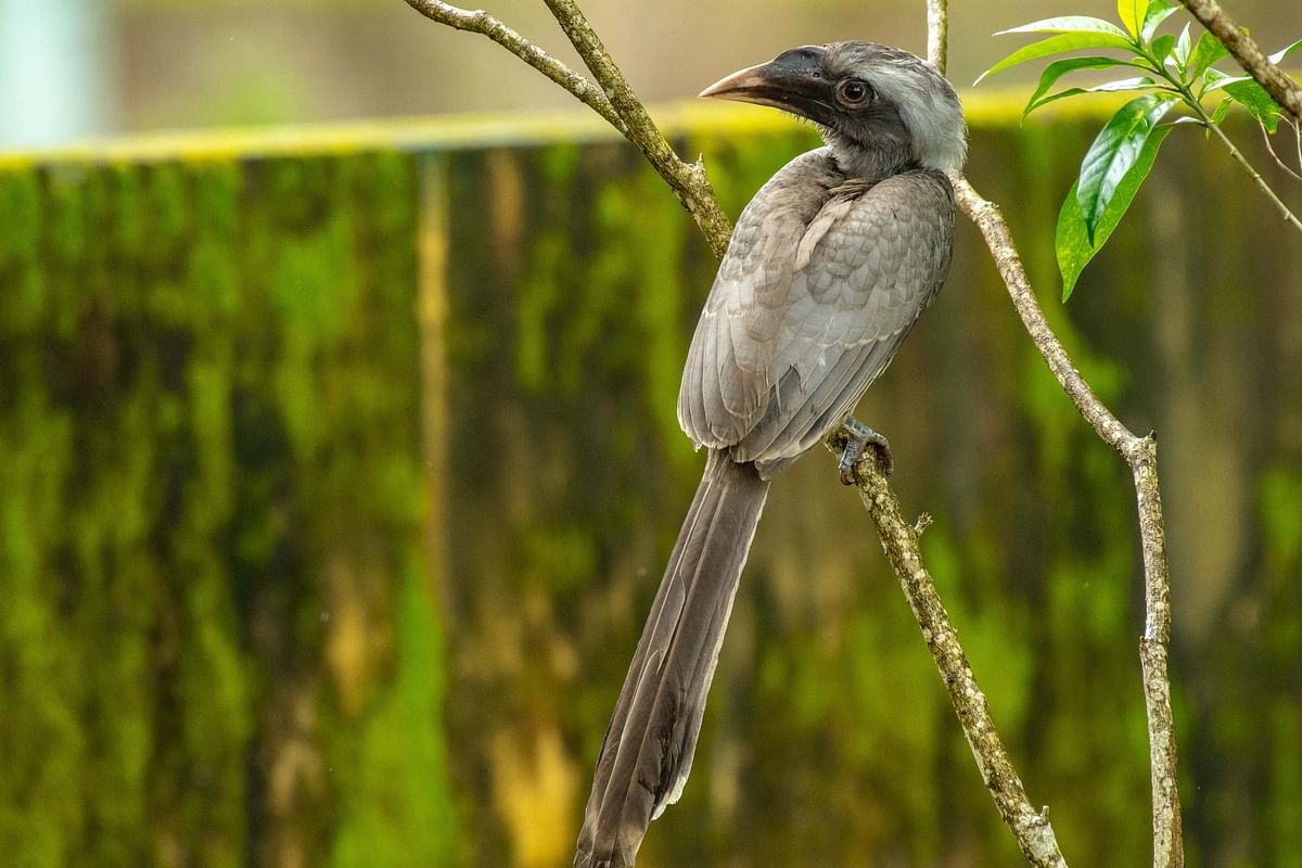 A grey hornbill. Photo by author