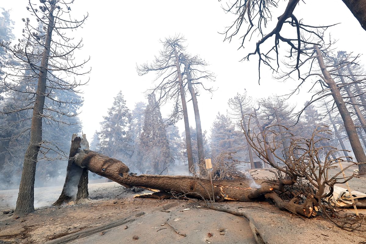 A fallen tree smoulders at the site of the Grassy Hollow Visitor Center, which was burned by the Bridge Fire, in Angeles National Forest, California, U.S