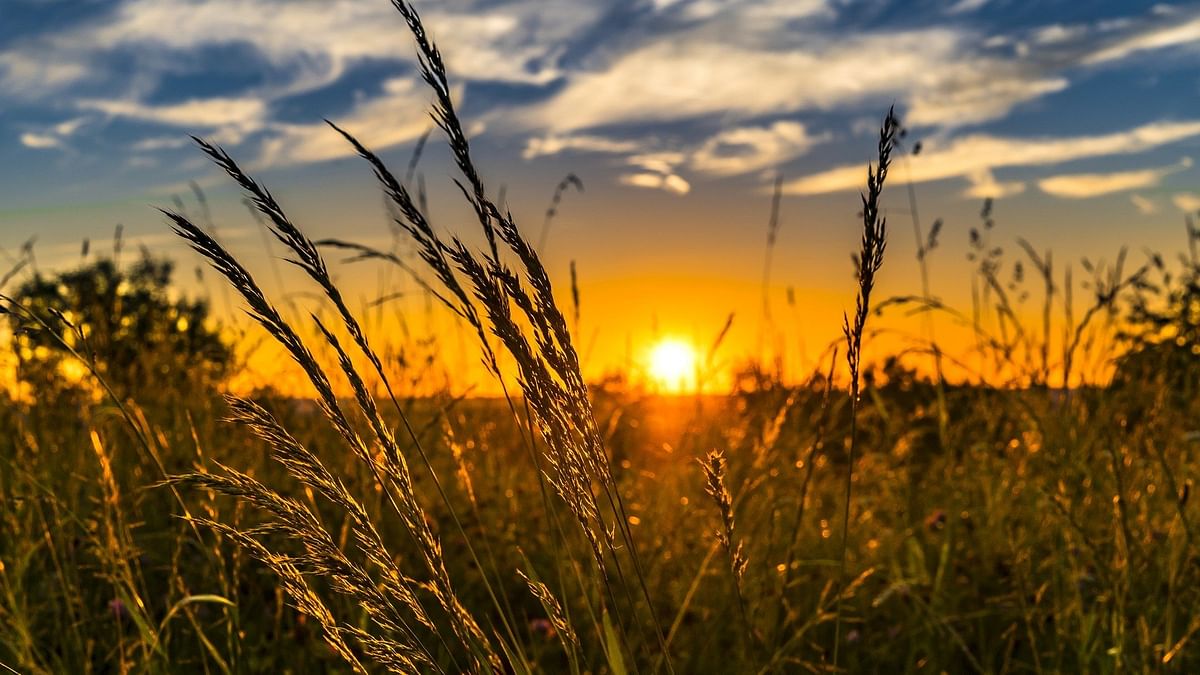 Replacing rice with other crops could help recover groundwater lost since 2000: Study