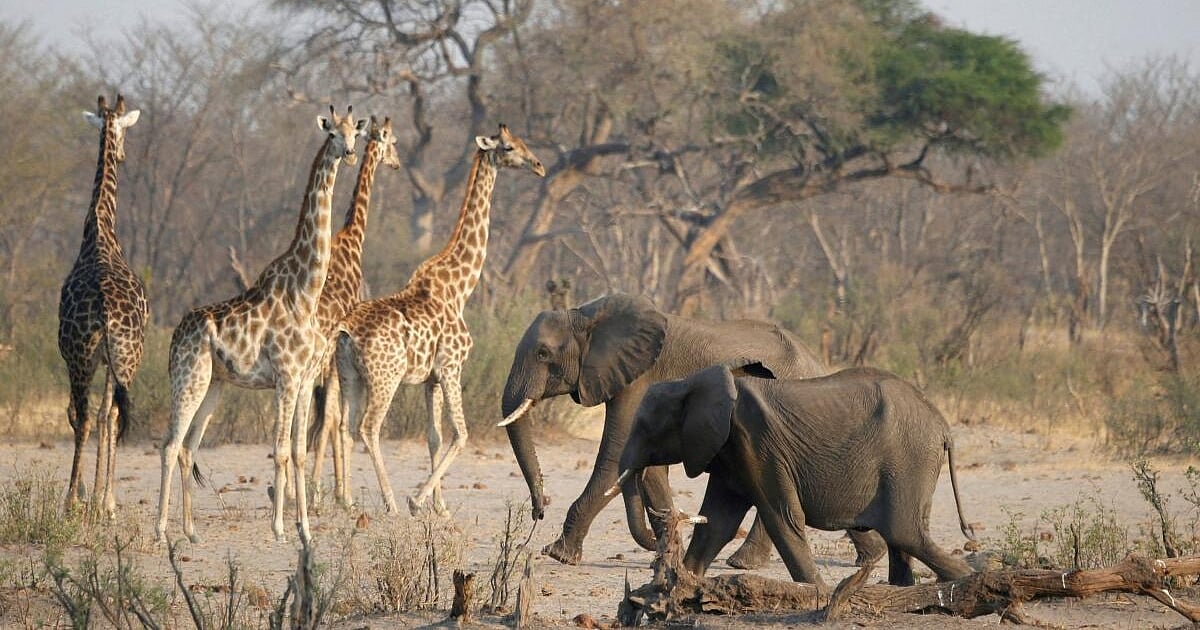 Zimbabwe to cull 200 elephants to feed people left hungry by drought