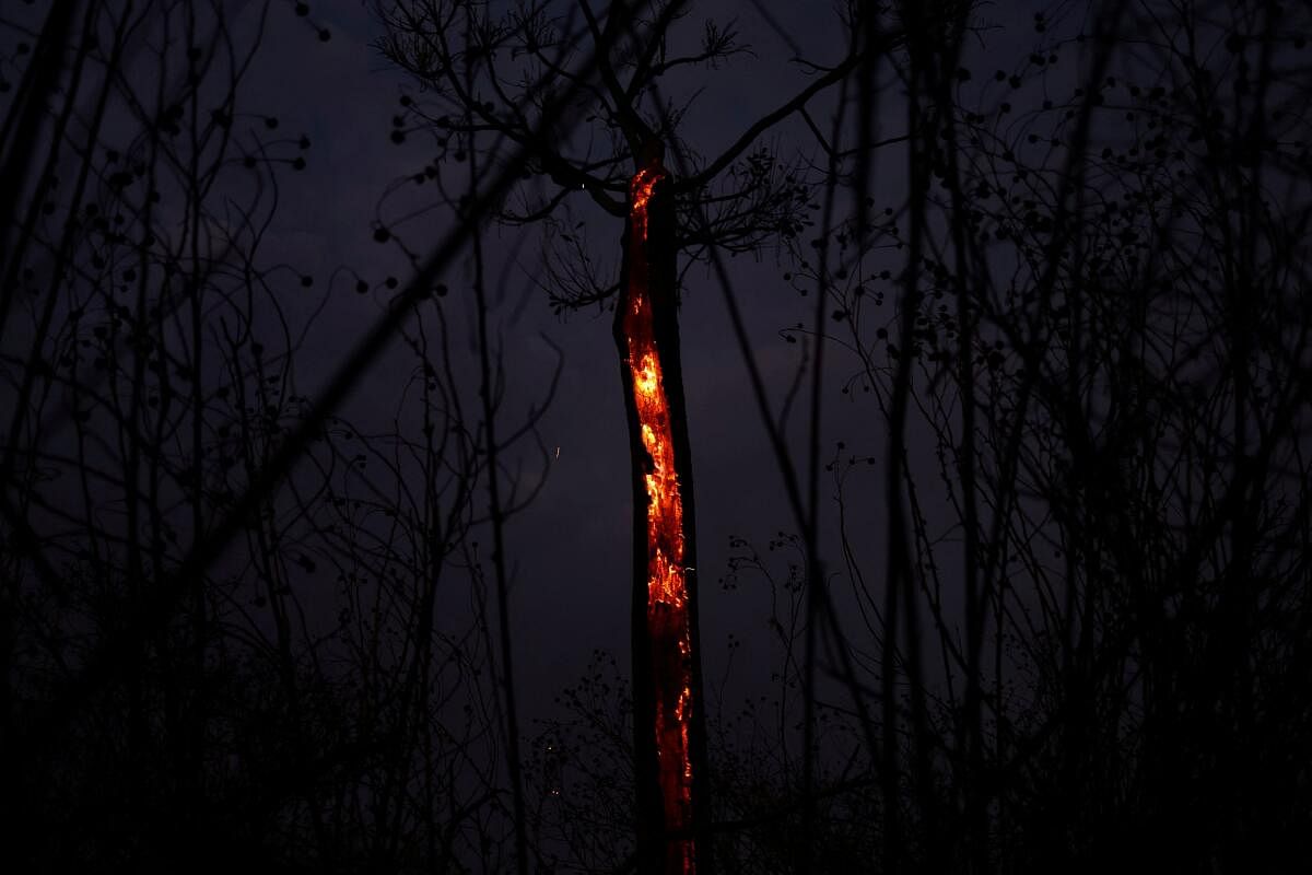 A tree on fire is seen during wildfires in Brasilia National Park, in Brasilia, Brazil.