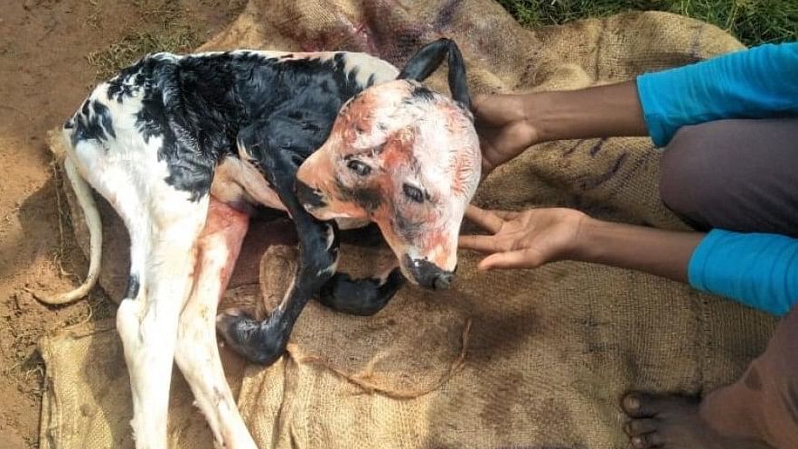 Two-headed calf born in Mangaluru