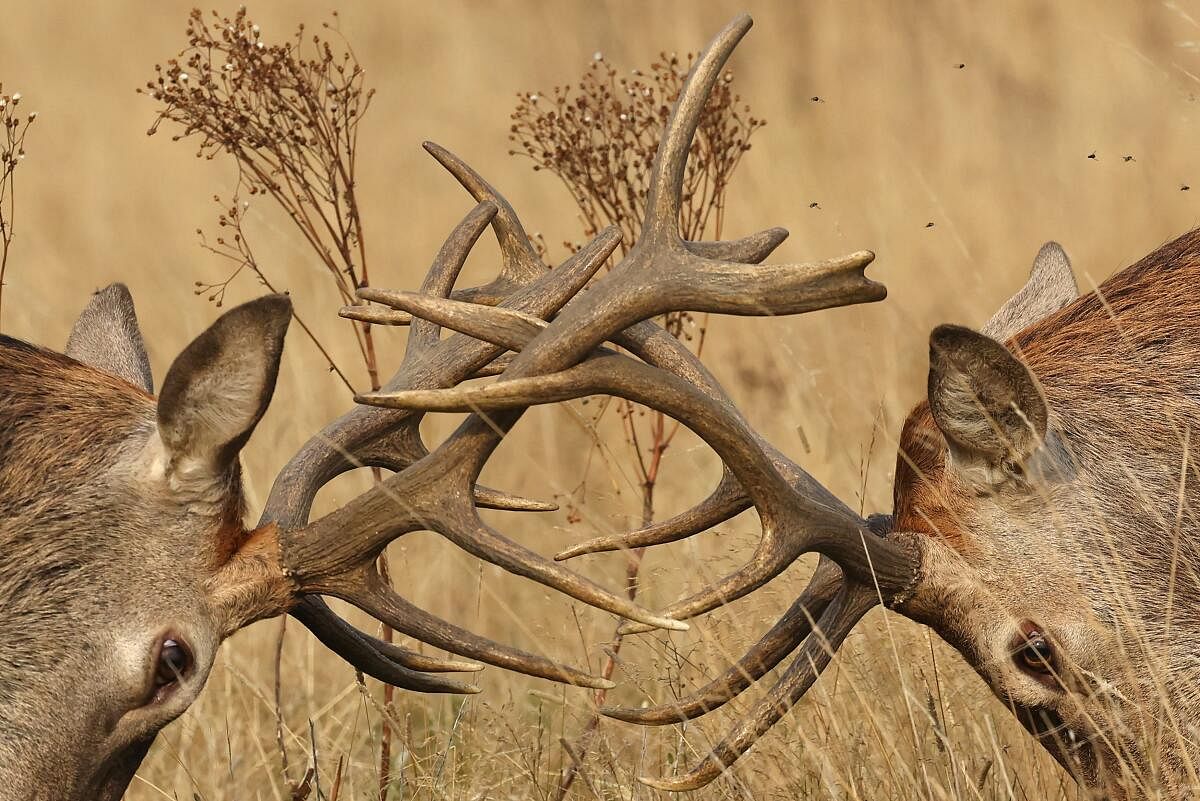 Deer clash antlers as the annual rutting season begins, during above average seasonal temperatures, in Richmond Park, London, Britain, September 19, 2024.