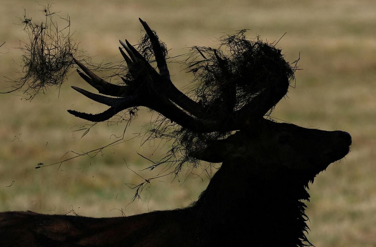 Undergrowth is entangled on the antlers of a deer stag as the annual rutting season begins, during above average seasonal temperatures, in Richmond Park, London, Britain, September 19, 2024.