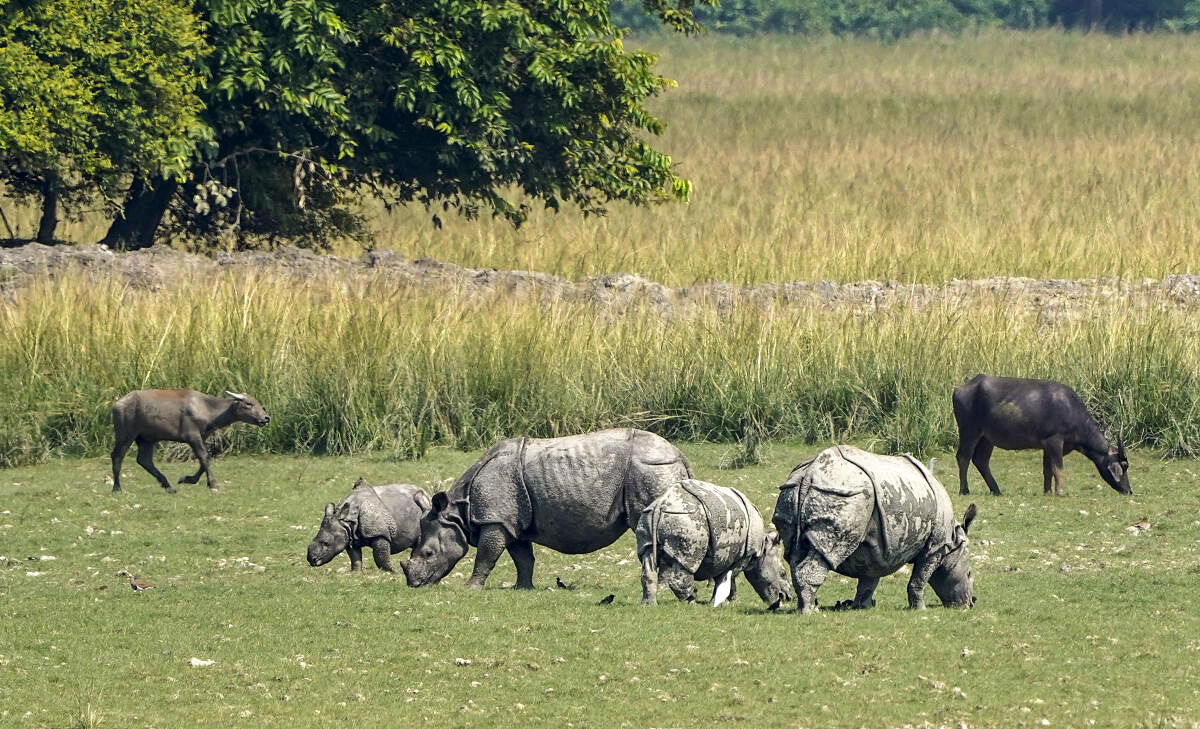 Rhinoceroses at Pobitora Wildlife Sanctuary at the World Rhino Day 2024, in Morigaon.