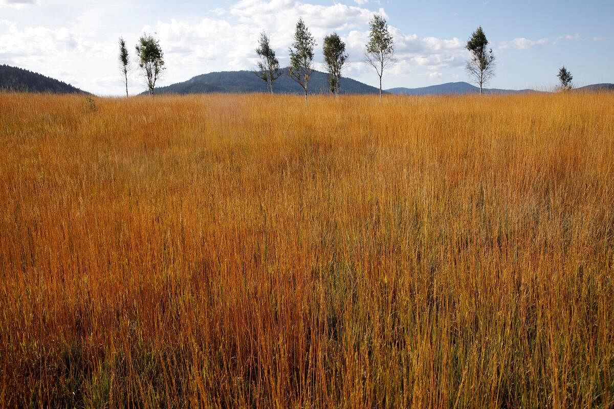 Trees are seen in a field with dry grass, on the first day of autumn on Kosanica highland in Pljevlja, Montenegro